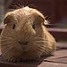 Popular Pet Guinea Pig Names