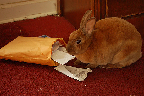 Yum, Mail