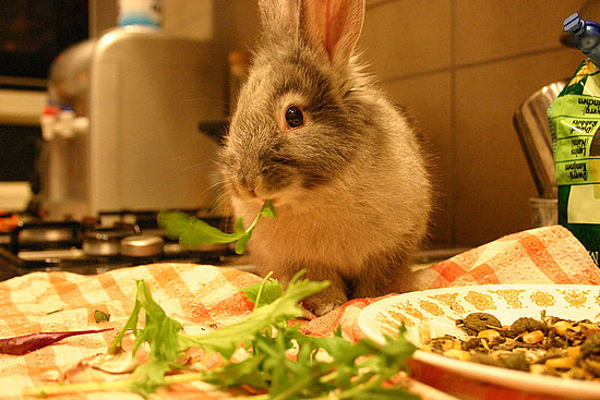 I'll Start With the Salad