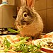 I'll Start With the Salad