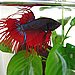 Popular Pet Fish Names