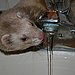 Popular Pet Ferret Names