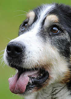 The Scoop: Is This Actually the World's Oldest Dog?
