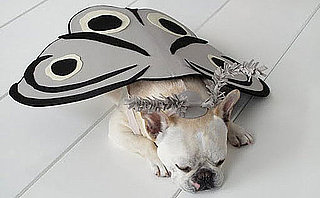 Sharkey Is a Sleepy Butterfly: In the LINK of an Eye! 