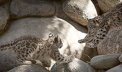 Snow Leopards Take Over LA
