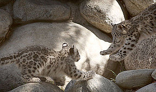 Snow Leopard Babe Takes a Flying Leap 