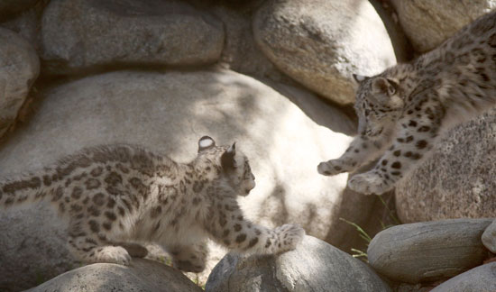 Snow Leopards Take Over LA
