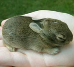 Bunnies Hitting the Hay Bunnies Hitting the Hay