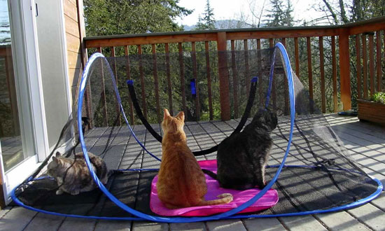 Feline Funhouse Feline Funhouse