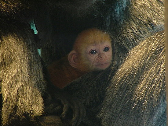 Langur Monkey Langur Monkey