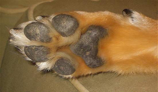 Pet Peeves: Can I Put My Moisturizer on My Dogs' Paws? Pet Peeves: Can I Put My Moisturizer on My Dogs' Paws?