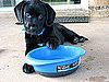 Where Do You Put Your Pet's Dishes?
