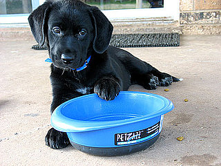Where Do You Put Your Pet's Dishes?