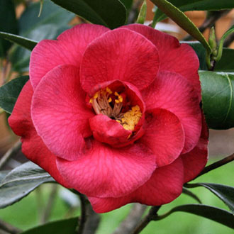 Image Image