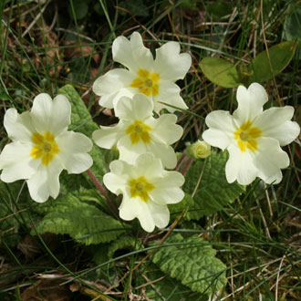 Image Image