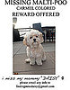 Coyote Takes Daisy, Jessica Simpson's Maltipoo