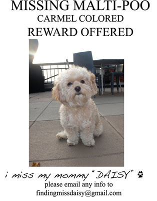Coyote Takes Daisy, Jessica Simpson's Maltipoo