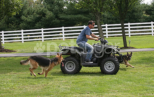Jon Gosselin's Last Day With Shooka and Nala Jon Gosselin's Last Day With Shooka and Nala