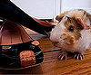Pet Pic of the Day: Poko Loves Marc Jacobs
