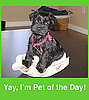 Add Your Lil Superstars to the  Pet of the Day Group!