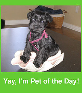 Add Your Lil Superstars to the  Pet of the Day Group!