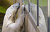 Gianna and Knut: Gianna Arrives in Berlin to Meet Her Polar Bear Mate