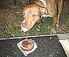 Pet Pic of the Day: Jake Takes the Cake