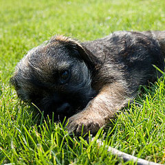 Puppy Breed Quiz 2011-03-22 06:00:00 Puppy Breed Quiz 2011-03-22 06:00:00