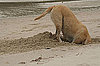 Does Your Dog Dig Digging?