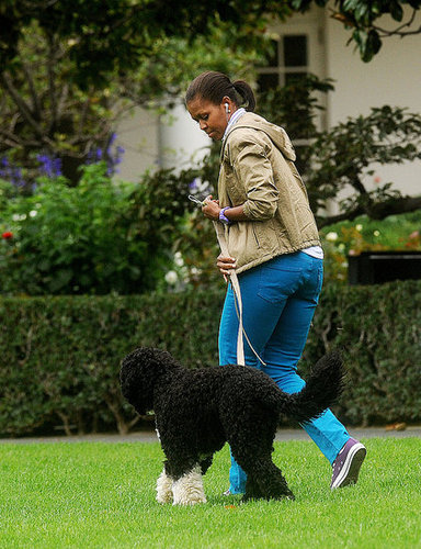 Michelle Obama Walking Bo on the South Lawn Michelle Obama Walking Bo on the South Lawn