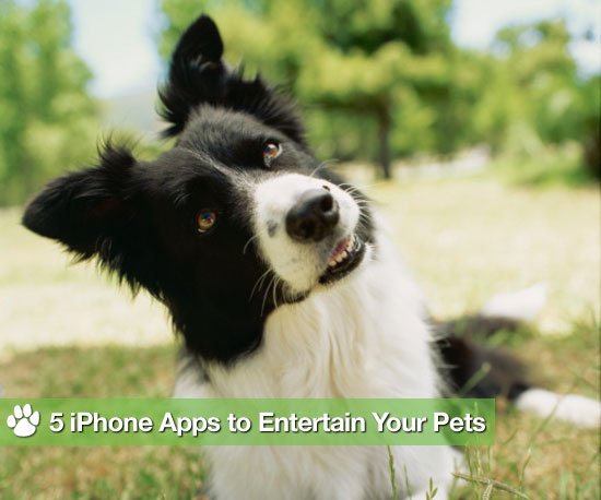 5 iPhone Apps For Pets' Cheap Thrills 5 iPhone Apps For Pets' Cheap Thrills