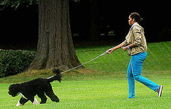 Michelle Obama Walking Bo