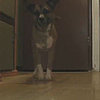 Riverdancin' Dog: In the LINK of an Eye!