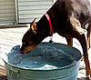 Is This Dog Snorkeling, Slurping, or Snorting Water? You Decide.