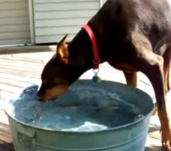 Is This Dog Snorkeling, Slurping, or Snorting Water? You Decide.