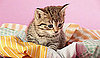 I Need Your Help . . . Cat Eats Every Fabric Scrap Found!