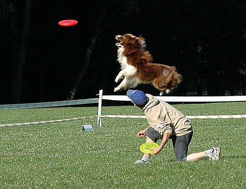 Do Your Pets Play Frisbee?