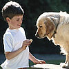 6 Quick Training Tips For Dogs Who Need Some Schoolin'