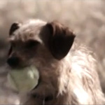 The Shelter Pet Project Gives Images a Makeover