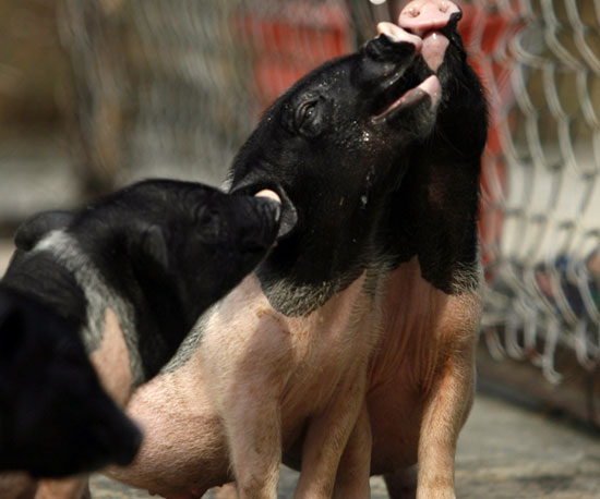 If You Give a Baby Pig a Baby Bottle, Cuteness Ensues! If You Give a Baby Pig a Baby Bottle, Cuteness Ensues!