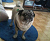 Pet Pic of the Day: Mr. Pickles Is Pretty as a Picture