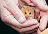 The Great Nut Hunt Looks For Endangered Furry Nutters!