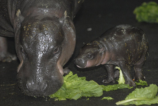 Peep Even More Pygmy Hippo Pics! Peep Even More Pygmy Hippo Pics!