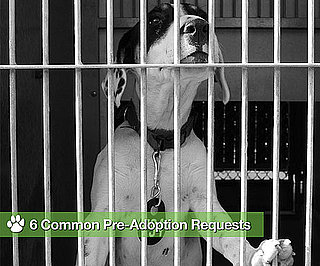 Don't Be Surprised If a Shelter Asks For These 6 Things . . .
