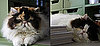 New Kittens Alert! Empress Tang and Princess Peony