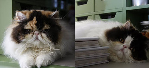 New Kittens Alert! Empress Tang and Princess Peony