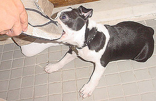 Do Tell: How Do Your Pets "Ask" You to Stay Home?