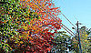 Free Fall Activity: Take In the Colors