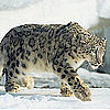 Can You Identify All of Mac OS X's Big Cats?