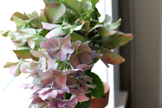 Sample Photos from the Canon Rebel T1i